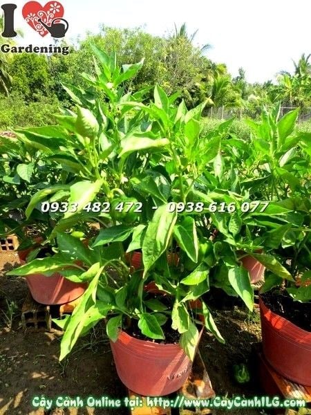 Cây ớt mỹ cảnh trái đẹp rực rỡ – Ms 19216 tại ILG caycanhilg.com