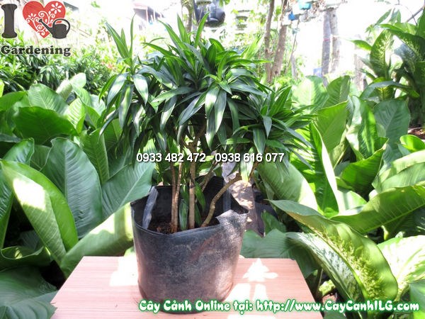 Cây phất dụ trúc cao 40cm lá xanh đẹp tại vườn ILG