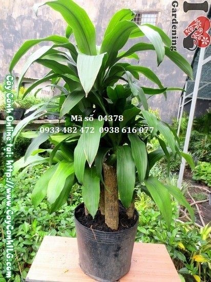 Cây phát tài 5 khúc 75cm – kiểng trang trí nội thất đẹp mắt