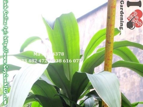 Cây phát tài 5 khúc 75cm đặt trang trí văn phòng, sảnh khách sạn