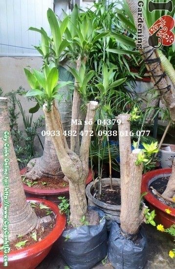Cây phát tài gốc cao 1,3m Ms 08296 - cây cảnh phong thủy đẹp
