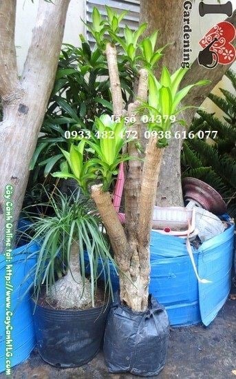 Cây phát tài gốc 1,3m tán đẹp Ms 08296 trồng trang trí văn phòng sảnh