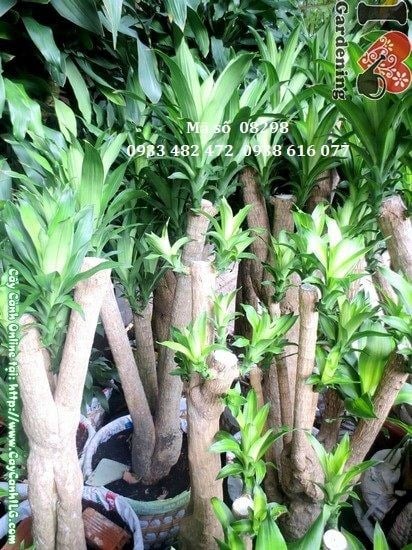 Hoa và lá cây phát tài gốc lớn cao 1,5m