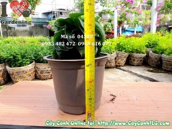 Cây Phát Tài Hoàn Vũ 15cm ý nghĩa phong thủy tài lộc