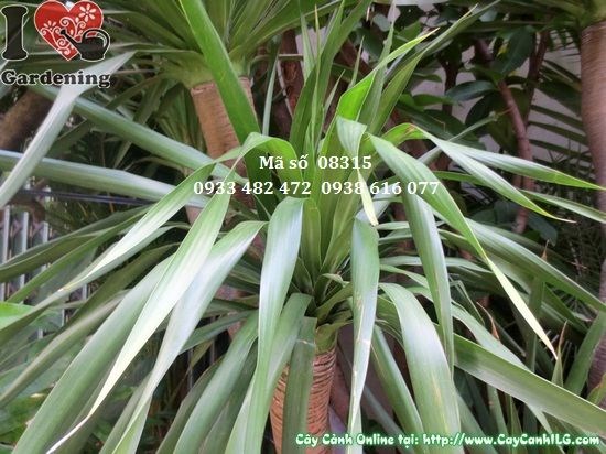 Chi tiết tán lá và thân cây Phát Tài Núi cao 2,8m – Ms 08315