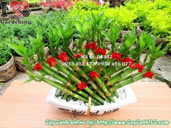 Cây phát tài quạt 30cm – trang trí nội thất, chịu bóng tốt