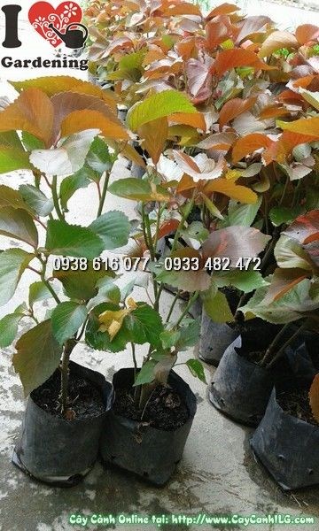 cây phổi bò ms 23716 trang trí viền bồn ngoại thất