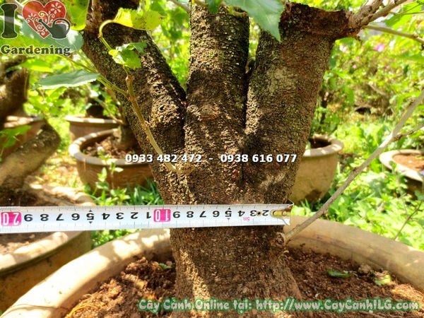 hình ảnh cây phôi bonsai dâu tằm đường kính 10cm ms 16109