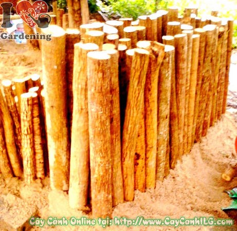 Chăm sóc phôi phát tài khúc - tưới nước và đất trồng đúng cách