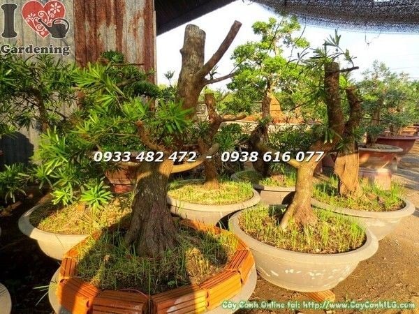 Vạn niên tùng đài loan bonsai hoành 40cm gốc đẹp nhìn từ phía trên