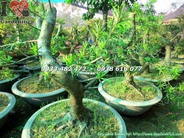 Chi tiết gốc cây phôi vạn niên tùng đài loan bonsai hoành 40cm