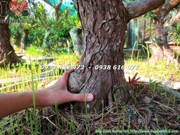 Cây phôi vạn niên tùng bonsai hoành 40cm dáng nghệ thuật