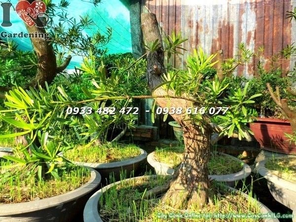Tổng thể cây phôi vạn niên tùng đài loan bonsai hoành 40cm gốc đẹp