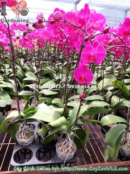 Phong lan hồ điệp hoa hồng trồng chậu trang trí nội thất