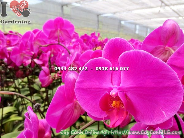 Hoa phong lan hồ điệp hoa hồng khoe sắc rực rỡ