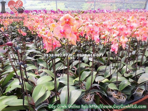 Phong lan hồ điệp cam sọc trưng bày nội thất sang trọng