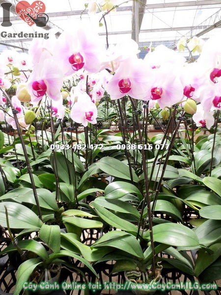 phong lan hồ điệp má hồng cây khỏe mạnh sạch sâu bệnh