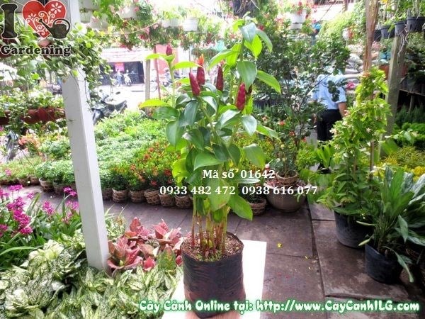 Cây phúc lộc thọ 50cm hoa nở rực rỡ trồng chậu trang trí