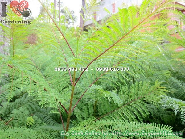 Trồng cây phượng tím đúng kỹ thuật
