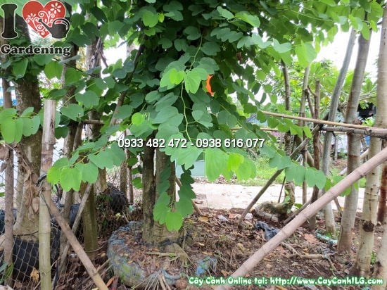 Cây hoa ban cao 5m tán rộng – cây bóng mát công trình cảnh quan