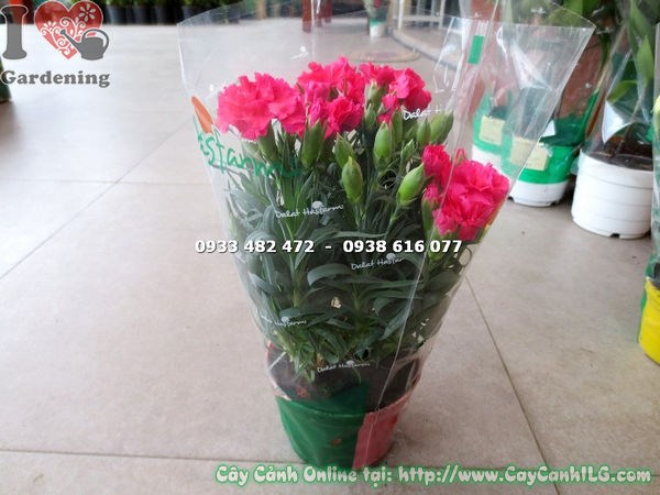 Trồng thảm hoa cẩm chướng đỏ cao 20cm trang trí sân vườn
