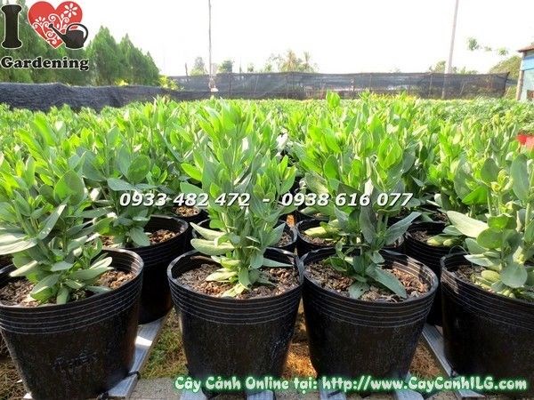 Hoa cát tường chậu lớn màu tím quý phái nhìn gần