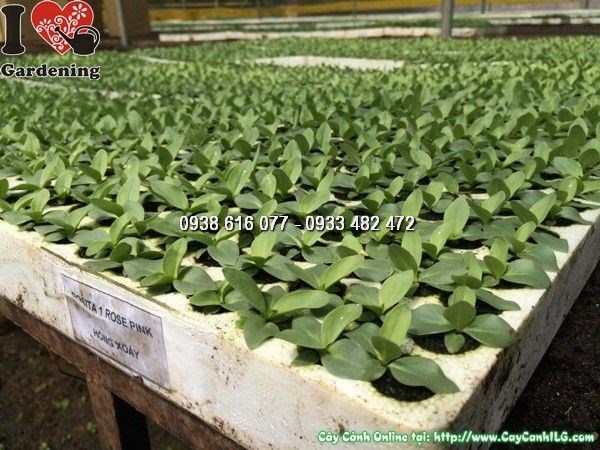 Cây hoa cát tường giống cao 3–3,5cm Ms 24205 toàn cảnh