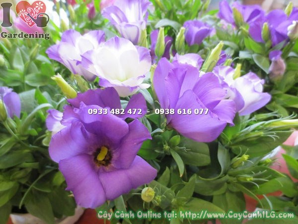 Chi tiết bông hoa cát tường tím – cây cao 17cm