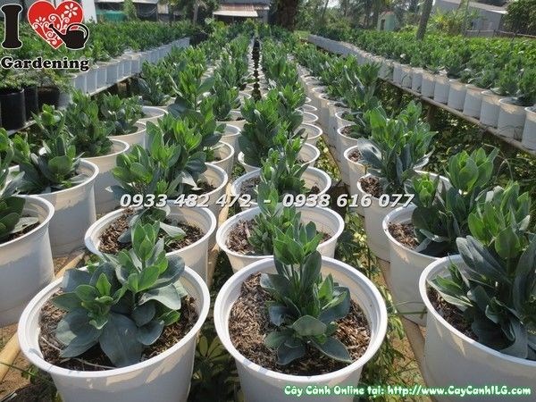 Cây hoa cát tường nhỏ – Ms 23164 tại vườn ILG