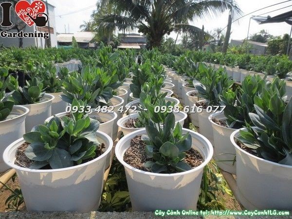 Hoa cát tường nhỏ rực rỡ tươi mát – ILG cung cấp sỉ lẻ