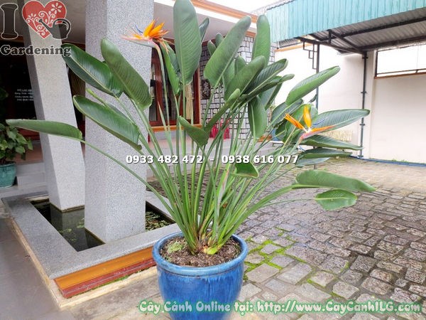 Cây hoa chim thiên đường Đà Lạt cao 1m2 – toàn cây tại vườn ILG