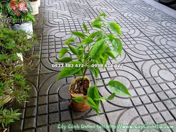 hoa chùm ớt màu cam rực rỡ
