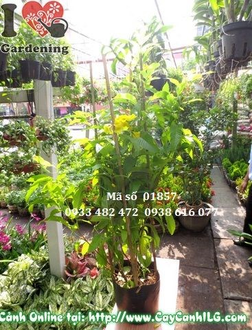 Hoa chuông vàng chùm kép rực rỡ trên cây cao 60cm