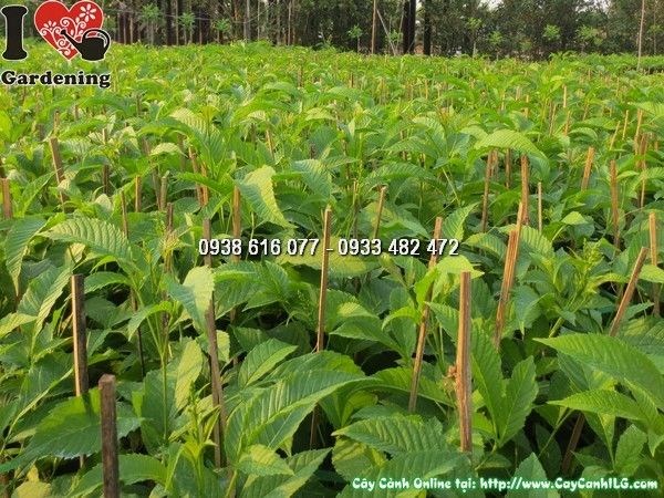 Cây hoa chuông vàng phát triển đều đặn qua các giai đoạn – tán xanh, hoa vàng rực rỡ