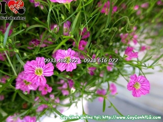 Cây hoa cúc baby màu hồng Ms 19840 – sắc hồng tươi tắn nở rộ