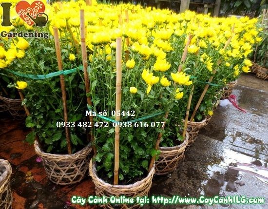 Cây hoa cúc đại đóa bông to tròn rực rỡ