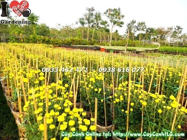 Cây hoa cúc đại đóa trang trí không gian ngày Tết