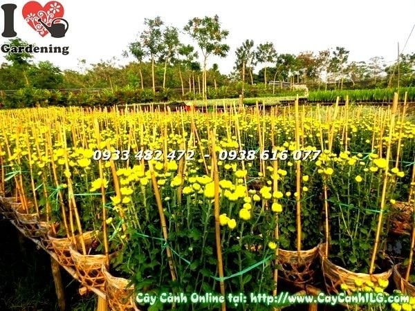 Chăm sóc cây hoa cúc đại đóa trong chậu