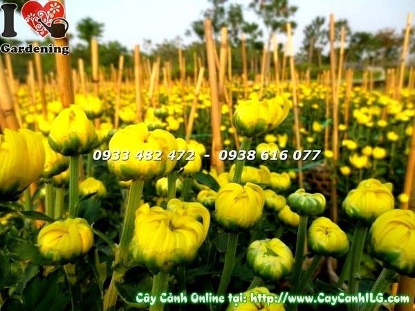 Cây hoa cúc đại đóa khỏe mạnh không sâu bệnh