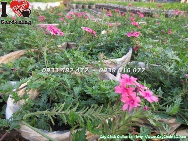 cây hoa cúc indo trồng luống cảnh quan sân vườn