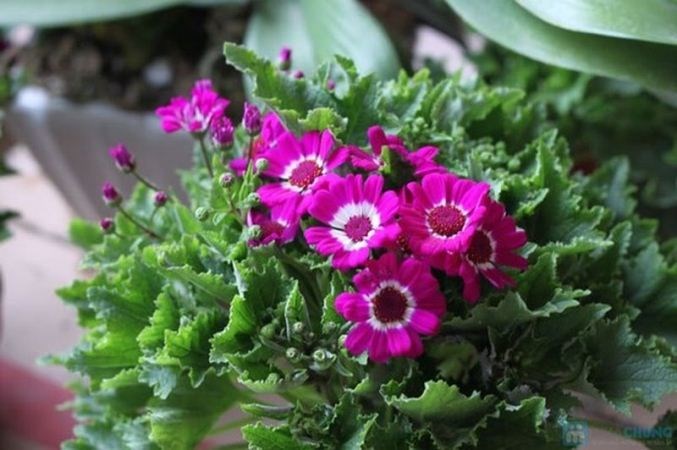 Hoa cúc lá nho nở rộ rực rỡ