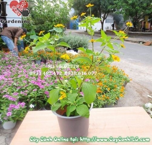 Hoa cúc mặt trời vàng cam rực rỡ cận cảnh