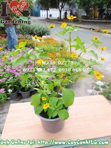 Vườn cây hoa cúc mặt trời trồng cảnh quan đẹp