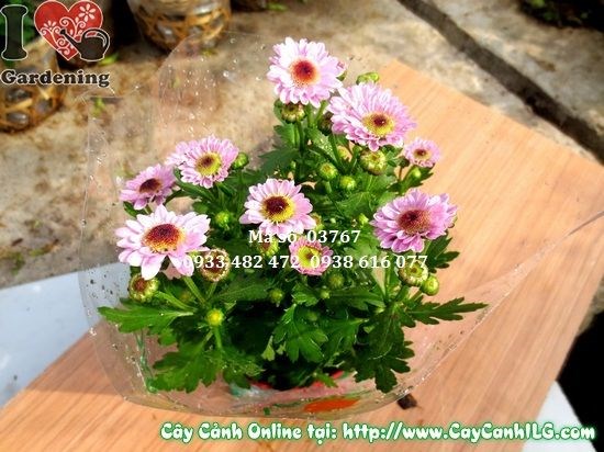 Cây hoa cúc Pico tím cao 20cm – sắc tím rực rỡ tại ILG