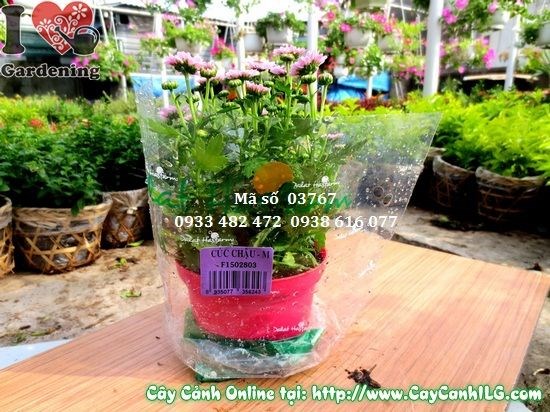 Cây hoa cúc Pico tím 20cm – màu sắc đẹp, phù hợp cảnh quan