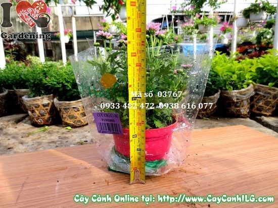 Tưới nước giữ ẩm cho cây hoa cúc Pico tím
