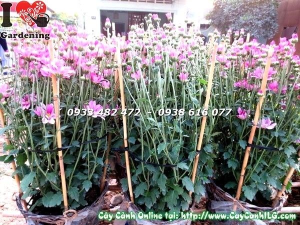 Hoa cúc tím nở rộ – chăm sóc đúng cách
