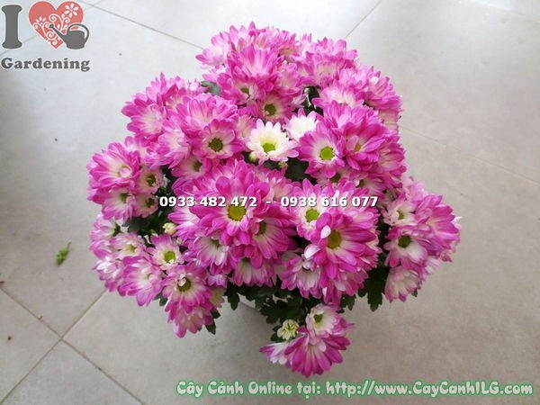 hình ảnh cây hoa cúc tím hồng mini – chi tiết hoa và lá