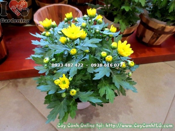 Chậu cây hoa cúc vàng mini cao 25cm - kích thước nhỏ gọn, dễ trang trí