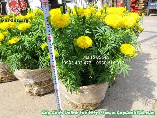 Cây hoa cúc vạn thọ nở hoa rực rỡ màu vàng cam